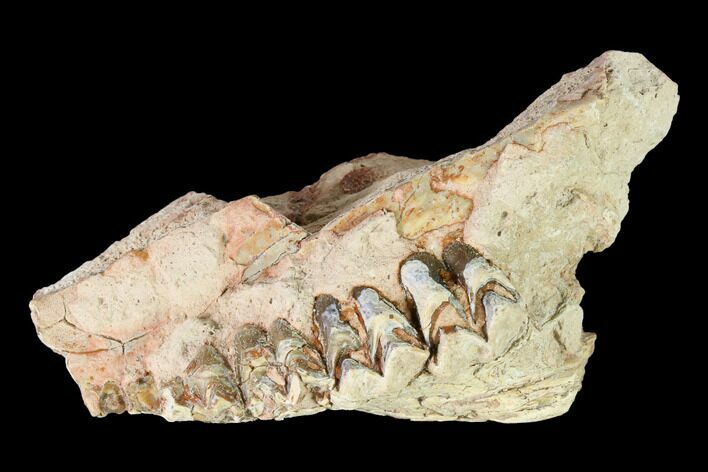Oreodont (Merycoidodon) Jaw Section - South Dakota #146172